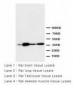 ANXA2 / Annexin A2 Antibody (aa121-141)